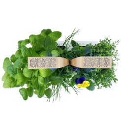 Véritable CONNECT - bílý/champagne + 4 bylinkové náplně