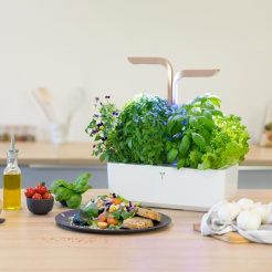 Véritable CONNECT - bílý/champagne + 4 bylinkové náplně