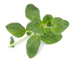 Véritable Lingot Sladká bazalka - BIO