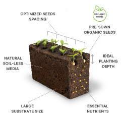 Véritable Lingot Sladká bazalka - BIO