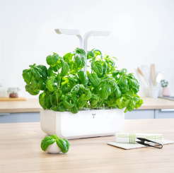 Véritable Lingot Sladká bazalka - BIO