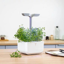 Véritable Lingot Tymián - BIO