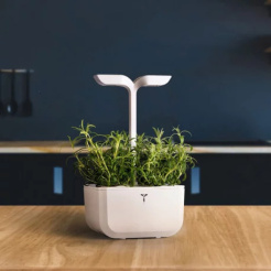 Véritable Lingot Rozmarýn