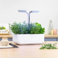 Véritable Lingot Rozmarýn