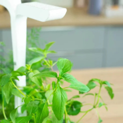 Véritable Lingot Thajská bazalka - BIO