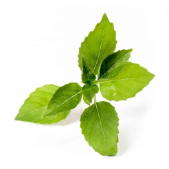 Véritable Lingot Citronová bazalka - BIO