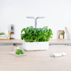 Véritable Lingot Bazalka mamutí