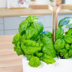 Véritable Lingot Bazalka mamutí