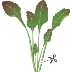 Véritable Lingot Červená listová hořčice - BIO