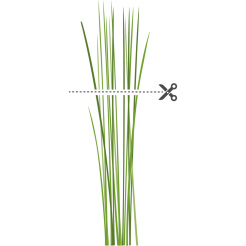 Véritable Lingot Čínská pažitka - BIO