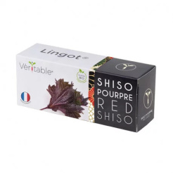 Véritable Lingot Fialový shiso - BIO