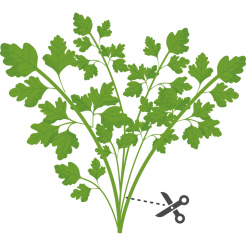 Véritable Lingot Japonská petržel Mitsuba