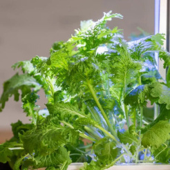 Véritable Lingot Wasabi hořčice listová - BIO