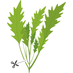 Véritable Lingot Wasabi hořčice listová - BIO