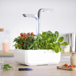 Véritable Lingot Červené mini rajče