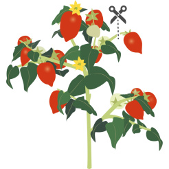 Véritable Lingot Červené mini rajče