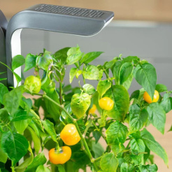 Véritable Lingot Žlutá mini paprika - BIO