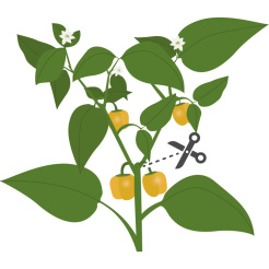 Véritable Lingot Žlutá mini paprika - BIO