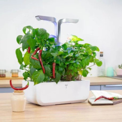 Véritable Lingot Cayenne pálivé chilli