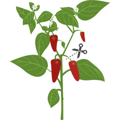 Véritable Lingot Jalapeño pálivé chilli