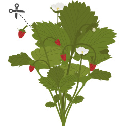 Véritable Lingot Divoké červené jahody