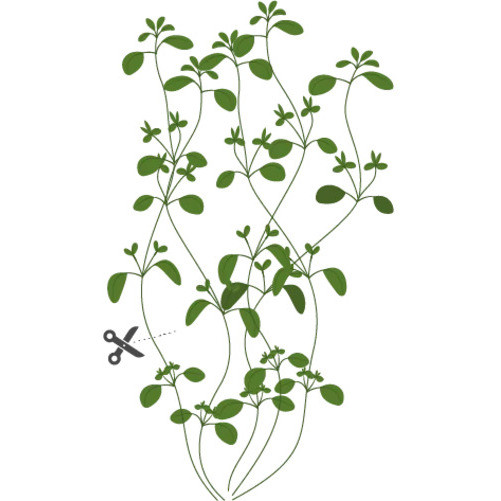 Tipy pro úspěšné pěstování