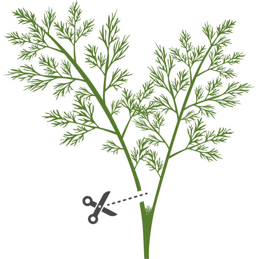 Tipy pro úspěšné pěstování