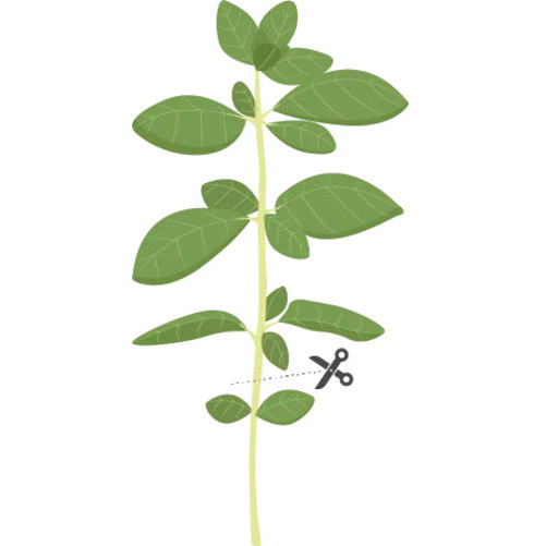 Tipy pro úspěšné pěstování