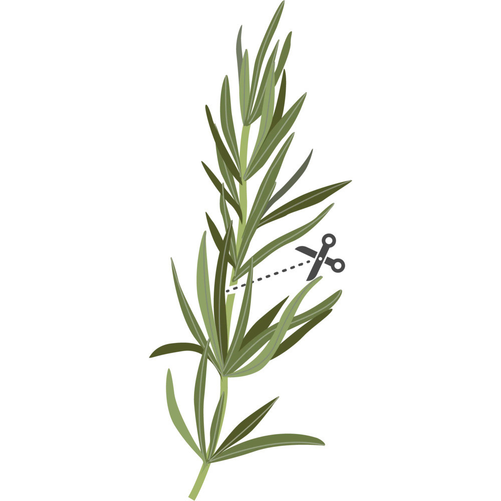 Tipy pro úspěšné pěstování