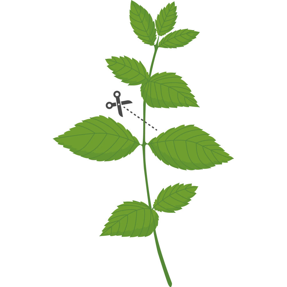 Tipy pro úspěšné pěstování