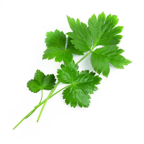 Véritable Lingot Japonská petržel Mitsuba