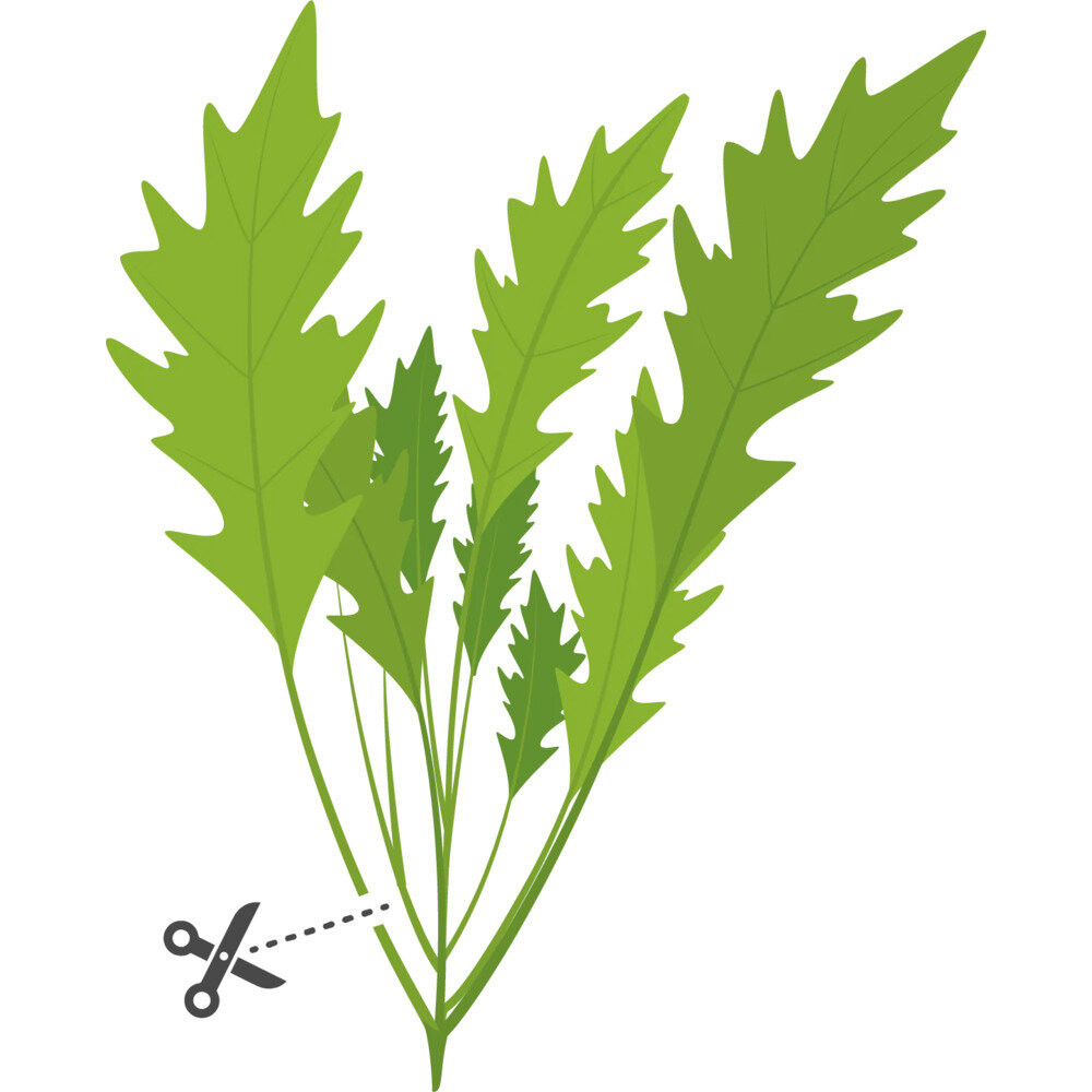 Tipy pro úspěšné pěstování