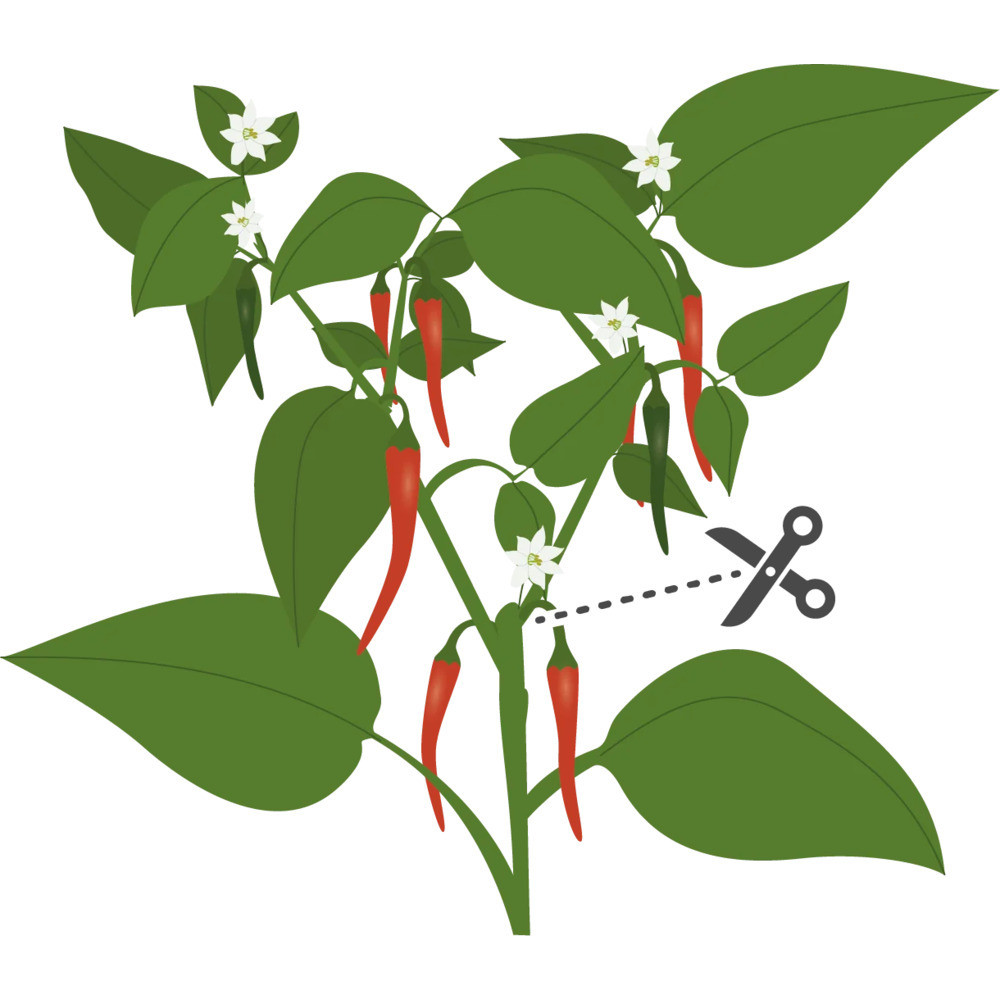 Tipy pro úspěšné pěstování